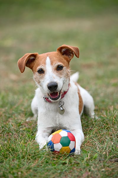 Parson Jack Russell terrier playing Parson Jack Russell terrier playing