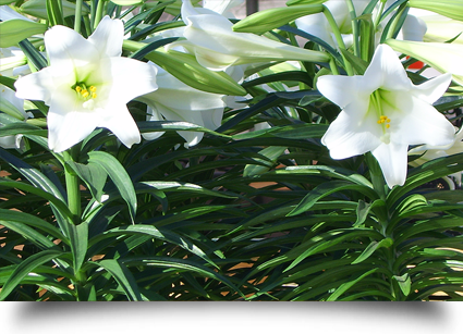 Seasonal plants sellers|||| Seasonal plants sellers||||