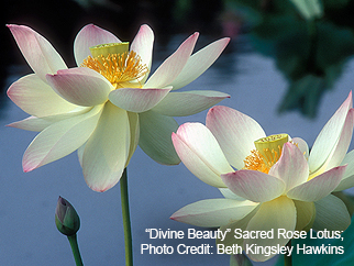 “Divine Beauty” Sacred Rose Lotus; Photo
Credit: Beth Kingsley Hawkins “Divine Beauty” Sacred Rose Lotus; Photo
Credit: Beth Kingsley Hawkins