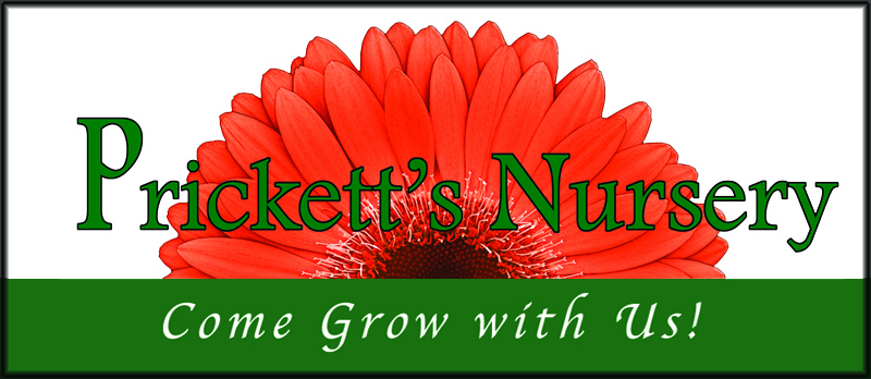 Ett S Nursery Home