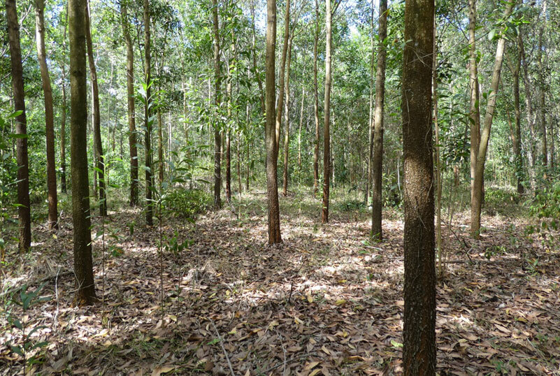 Silvainvest Dominicana SRL -  TARIMAS