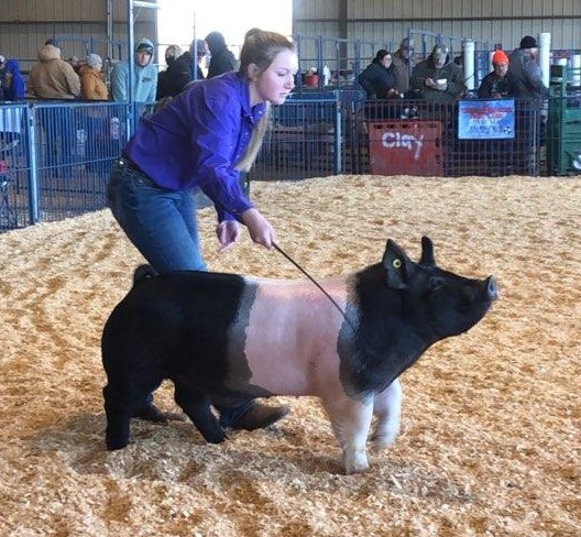Regan Black
Reserve Champion Barrow
Division I
2021 Tennessee State Virtual Show