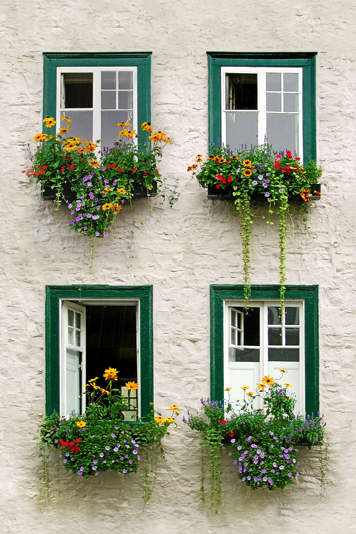 WINDOW-BOXES - If one window box is good...  four has to be better. These windows were on a small house in the suburbs of Quebec.