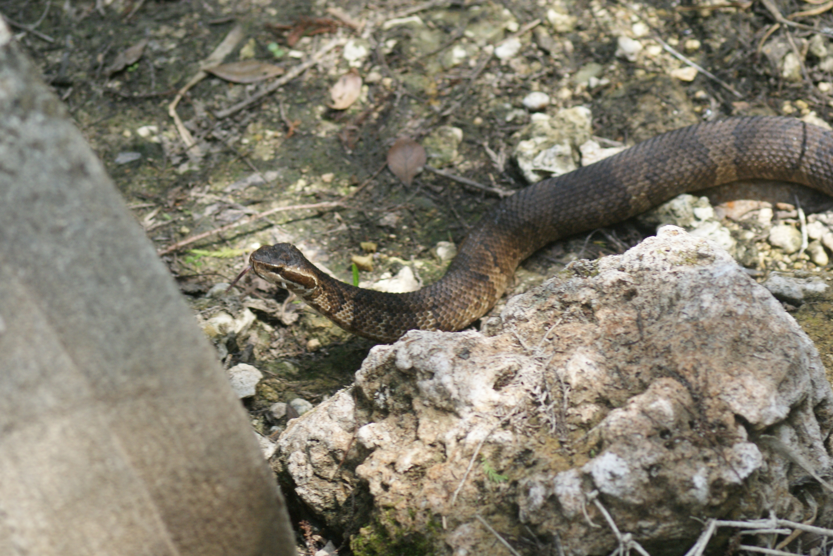 https://0201.nccdn.net/1_2/000/000/088/83d/snake-cottonmouth--3-.jpg