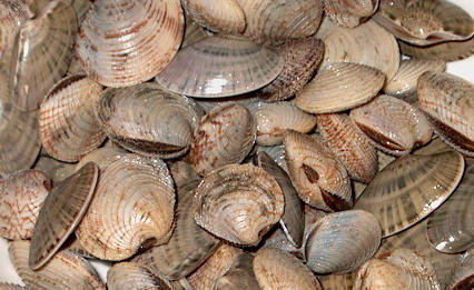 THERE ARE MANY EXCITING SPECIES IN OUR OWN BACK YARD WHICH WILL SOON REPRESENT NEW AQUACULTURE PRODUCTS