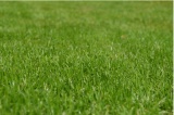 Grass