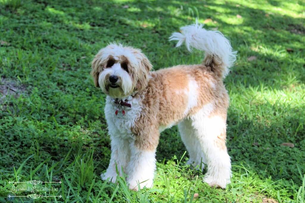 Chocolate and white store labradoodle