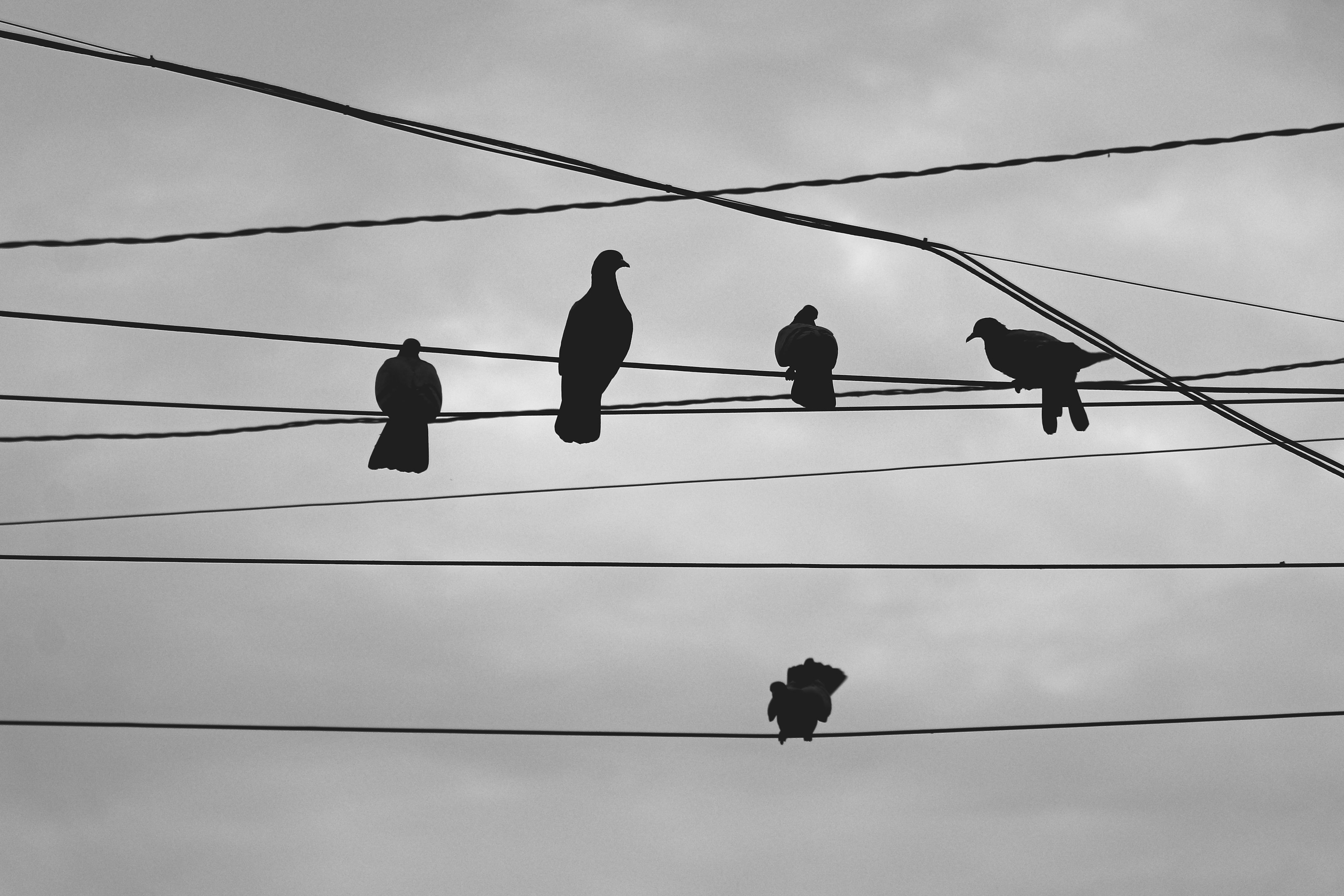 Siluetas de palomas posadas en cables eléctricos en un cielo nublado.