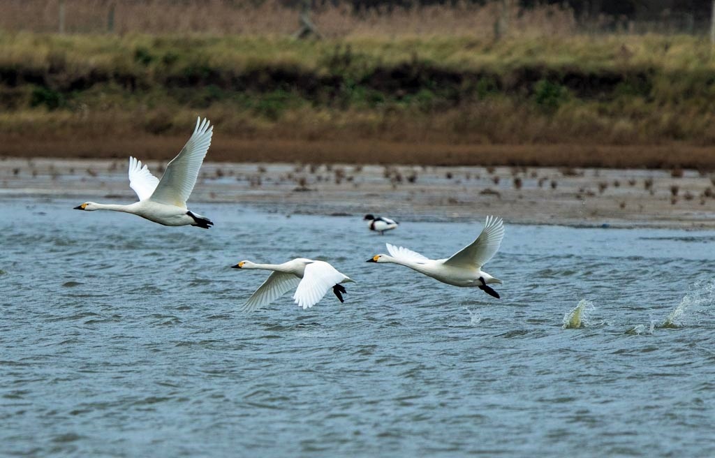 Bewick's Swans Flying.