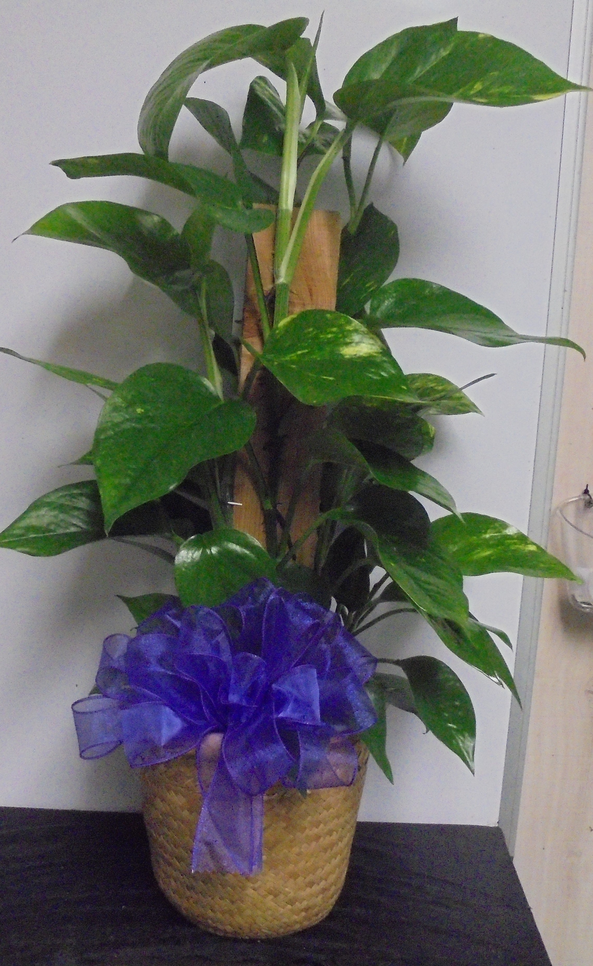 (16) "Totem Pole" Plant
$45.00