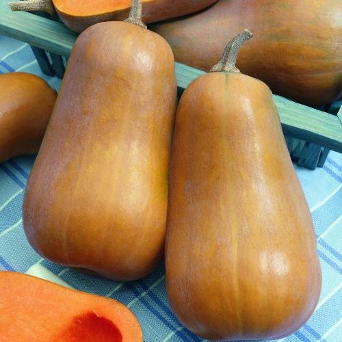 Winter Squash - Butternut Typ- Honeybaby F1 Winter Squash - Butternut Typ- Honeybaby F1