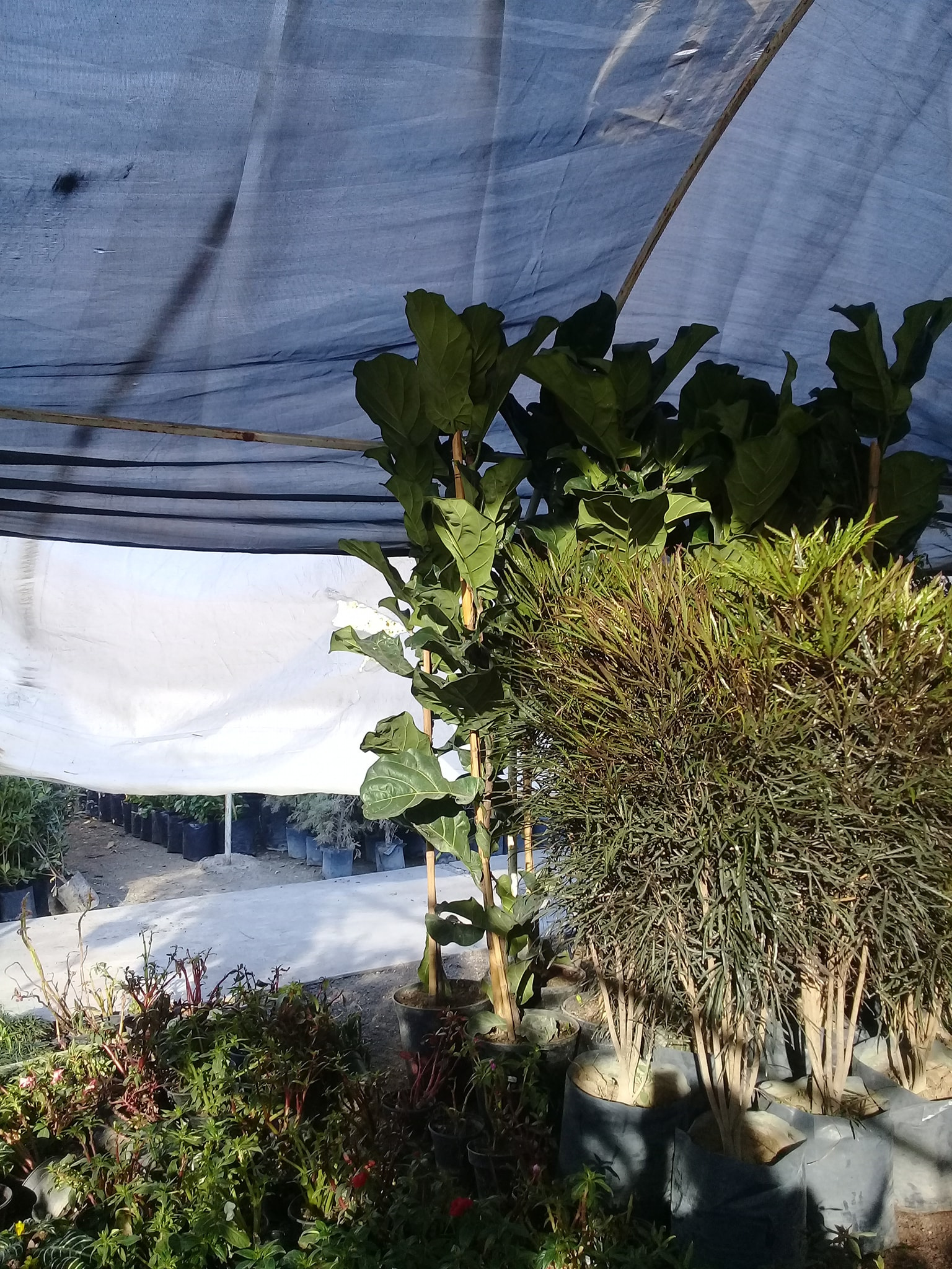 Pandurata y Elegantisima