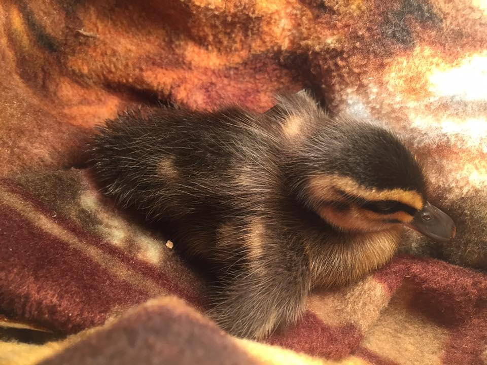 A lone duckling found in a paddock.