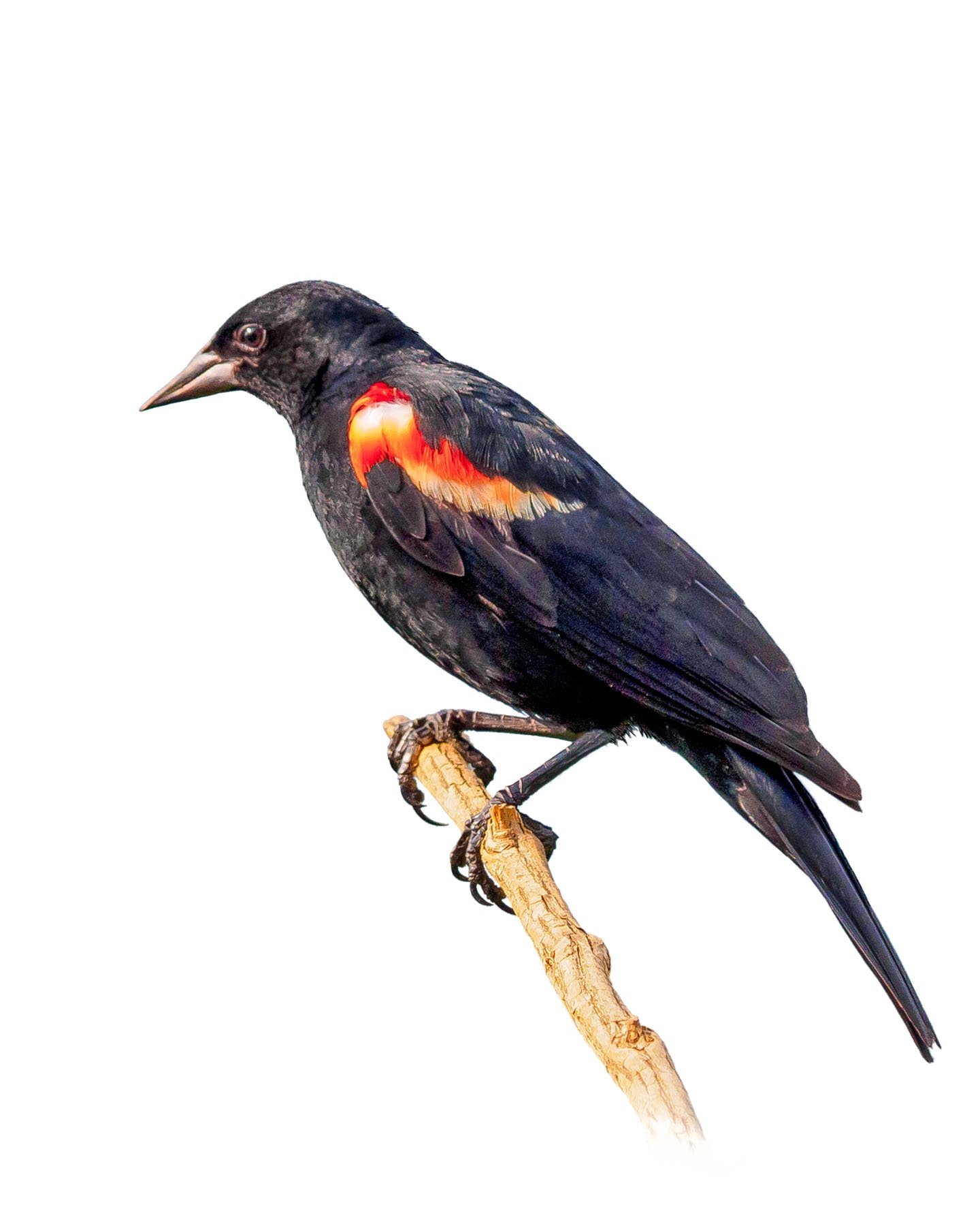 Red-winged Blackbird 7