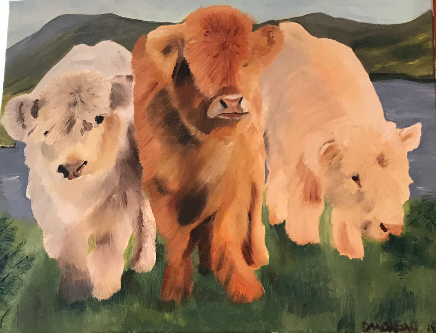 Highland Cows