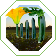 Calabacita Green Panic