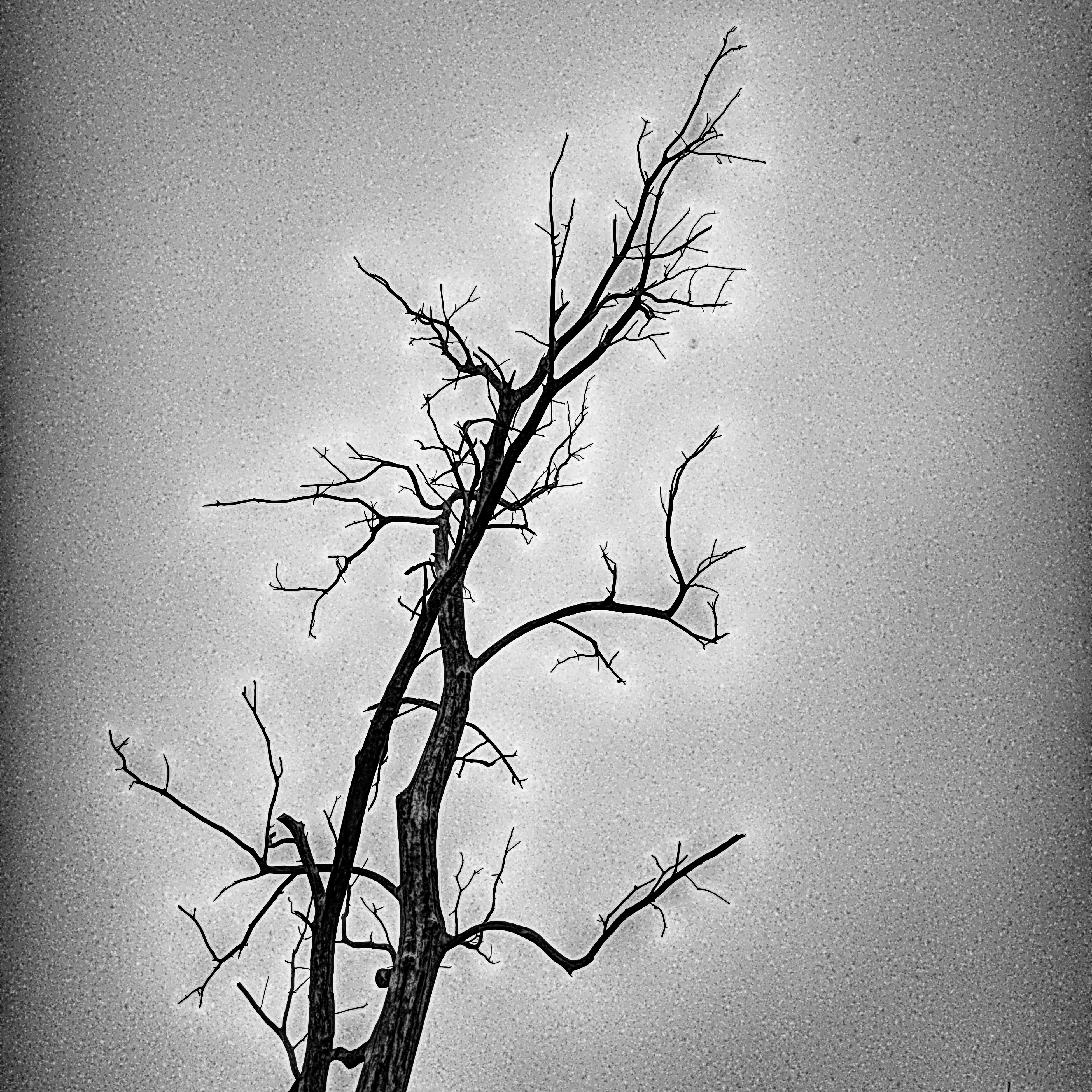https://0201.nccdn.net/1_2/000/000/08c/cbf/jb_nakedtree_greybackground.jpg