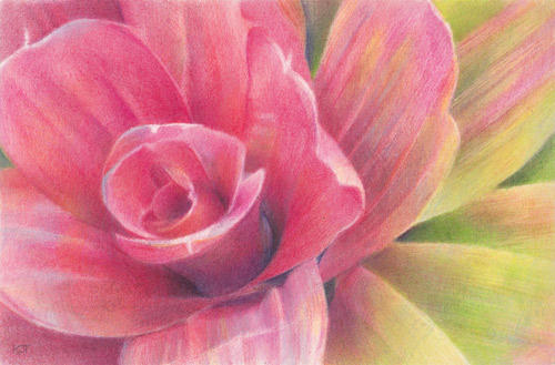 Neoregelia Scarlet Charlotte (sold)
(coloured pencils) Exhibited Society of Botanical Artists 2012