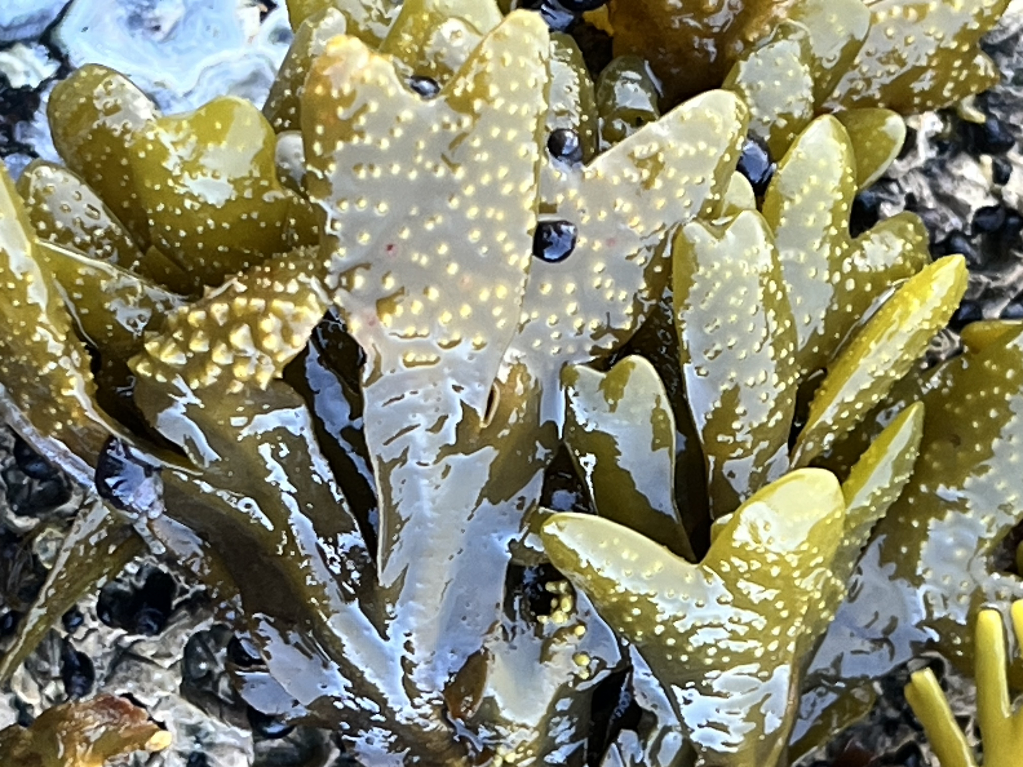 Bladderwrack  (Fucus spp.)