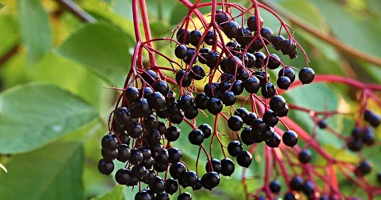 ELDERBERRY