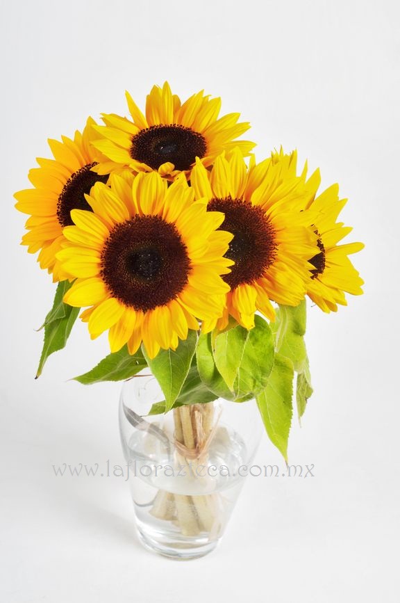 MD - 104  $660
5 Girasoles en Jarrón de Vidrio