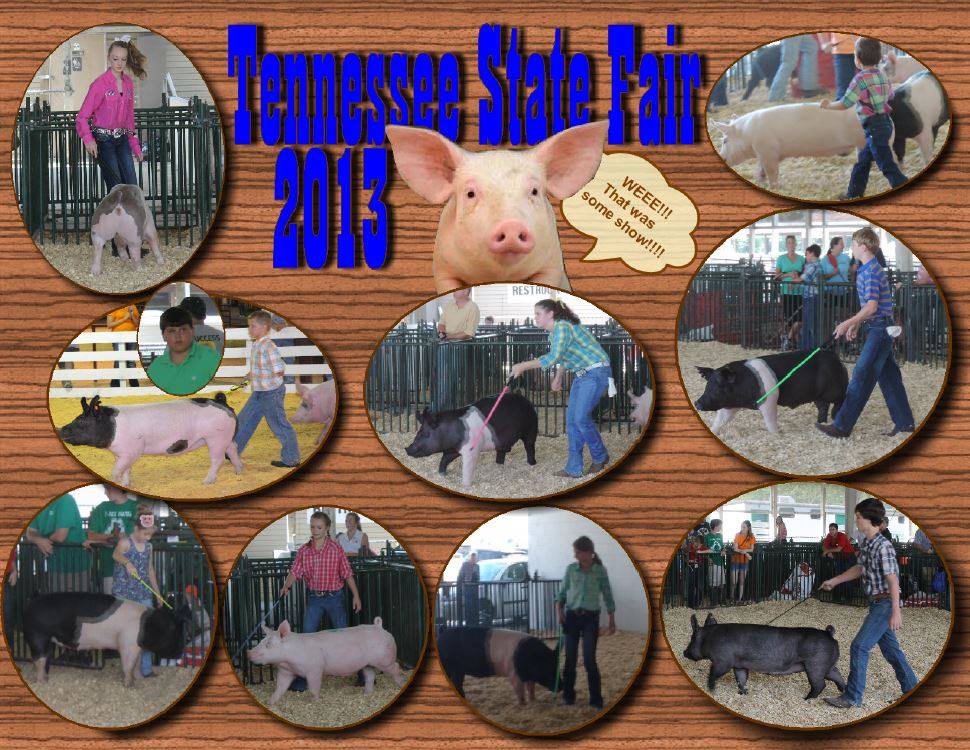 Erin Cantrell, Amber Collins, Erica Cantrell, Heath Kimes: Overall Grand Champion Barrow, Chance Bow, Cora Beth Key, Breyer Bow, Zane Thompson: Reserve Champion Crossbred Gilt, Lexi Stout, Clay Prater: Champion Chester White Gilt / Reserve Champion Supreme Overall Gilt