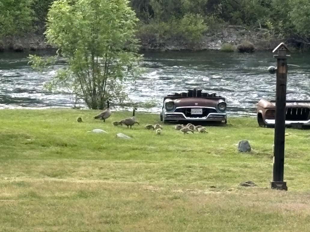 Canadian Geese with babies down beside the river