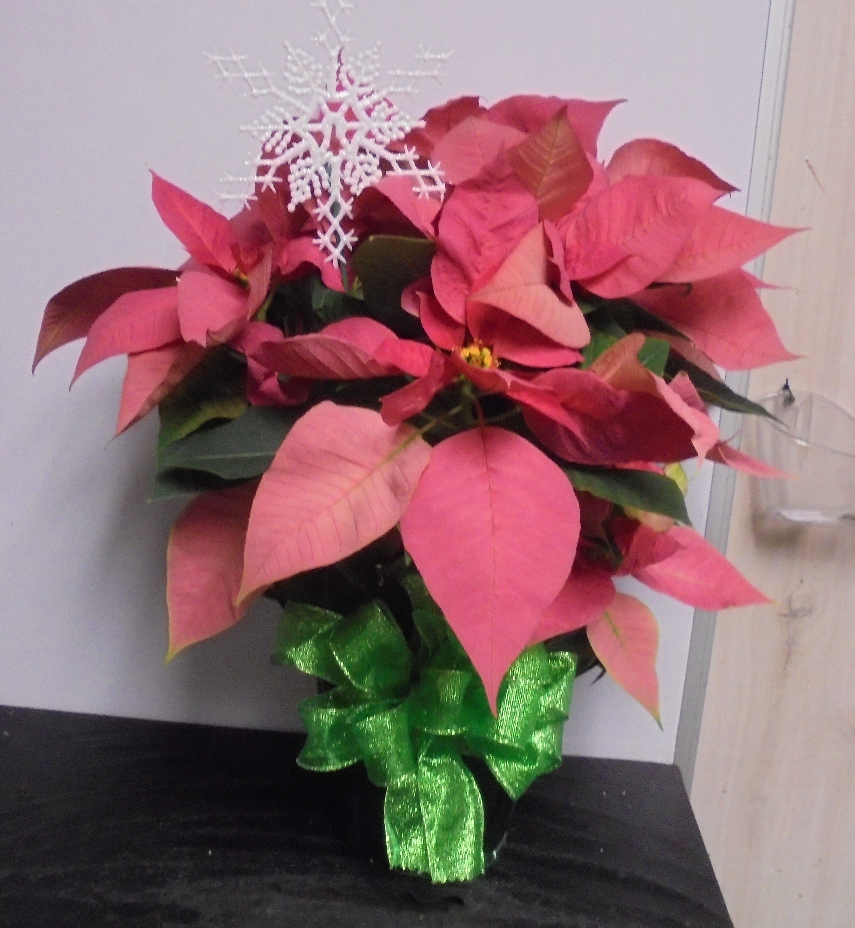 (5B)  "Pink" Poinsettia Plant
$40.00