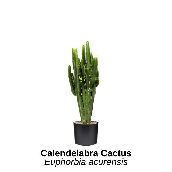 https://0201.nccdn.net/1_2/000/000/08f/41f/candelabra-cactus.png