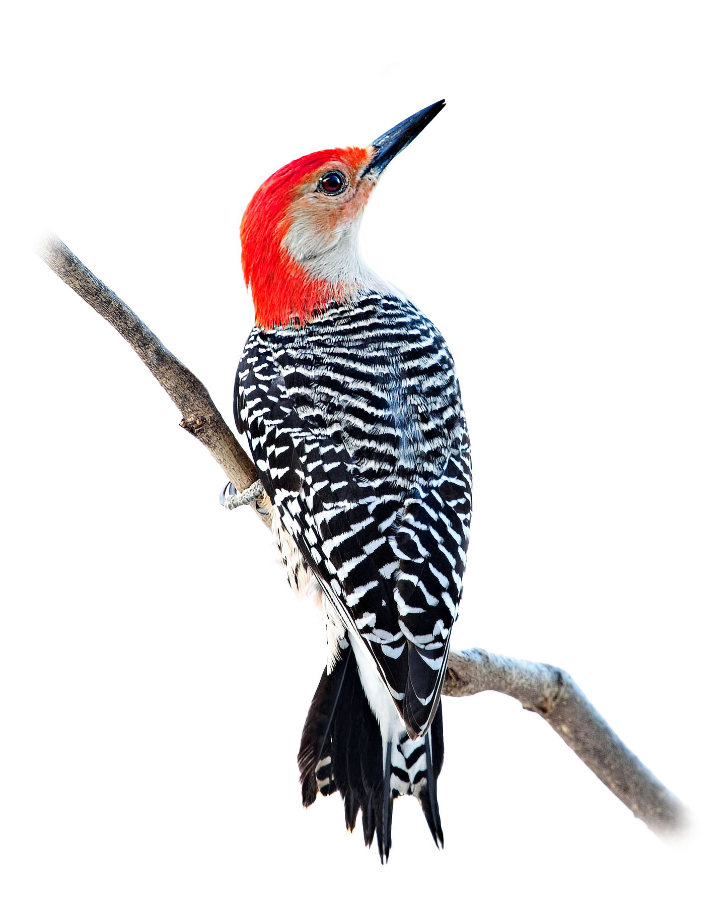 Red-bellied Woodpecker 3