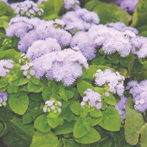 Blue Danube