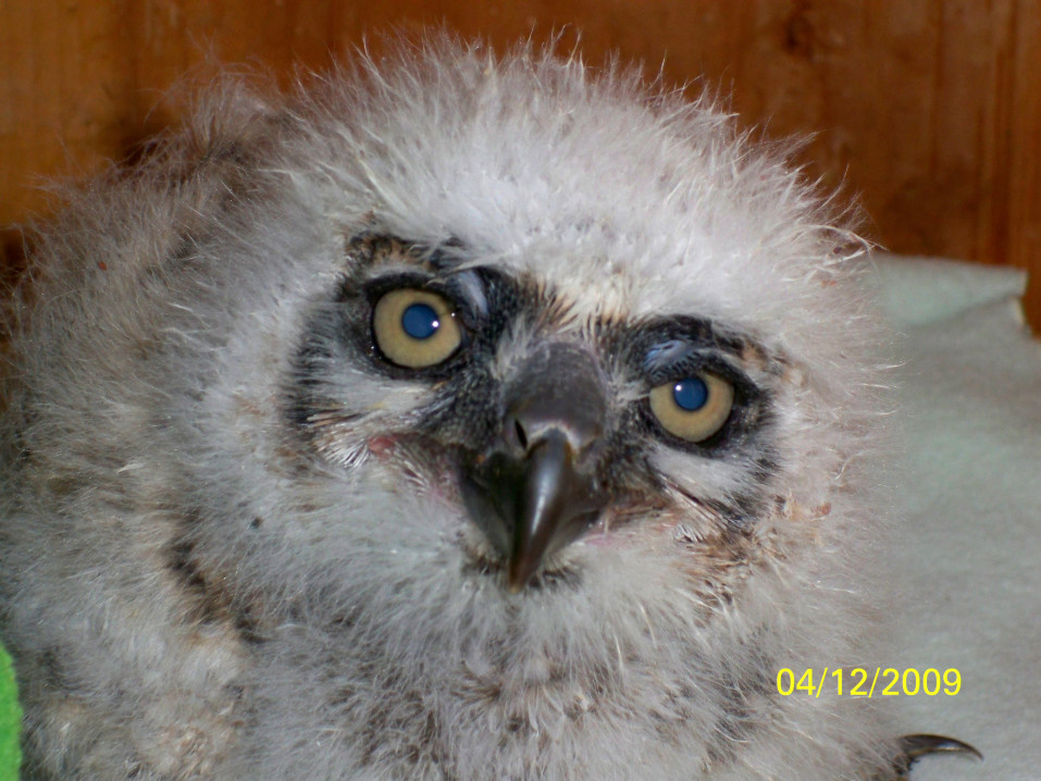 Great Horned Owl baby
