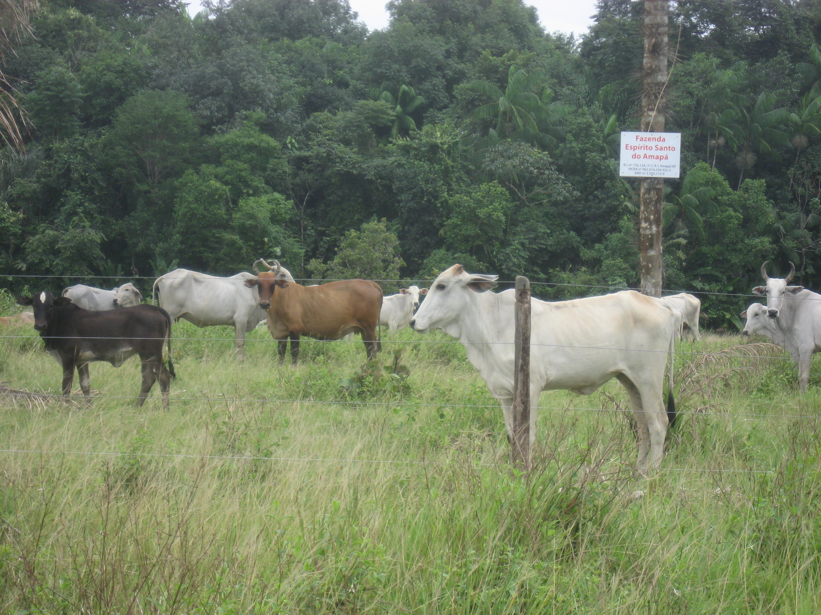 https://0201.nccdn.net/1_2/000/000/090/16b/Gado-com-nova-cerca-e-placa-2816x2112.jpg