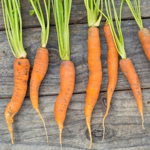 Carrot Fuerte Carrot Fuerte