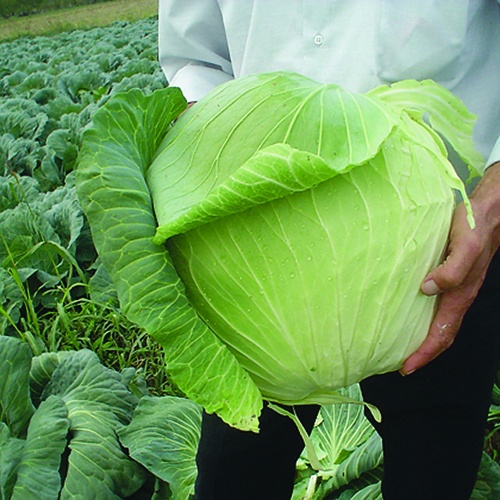 Cabbage Harvest Mist Cabbage Harvest Mist