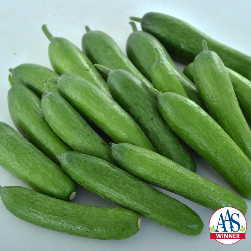 cucumber seeds LIBELLE H middle early 1g excellent for pickling approx. 40 