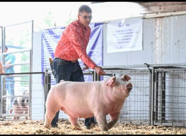 Logan Nothnagel
2023 Grape Fall Festival
St. James, MO
Grand Champion Chester White Gilt