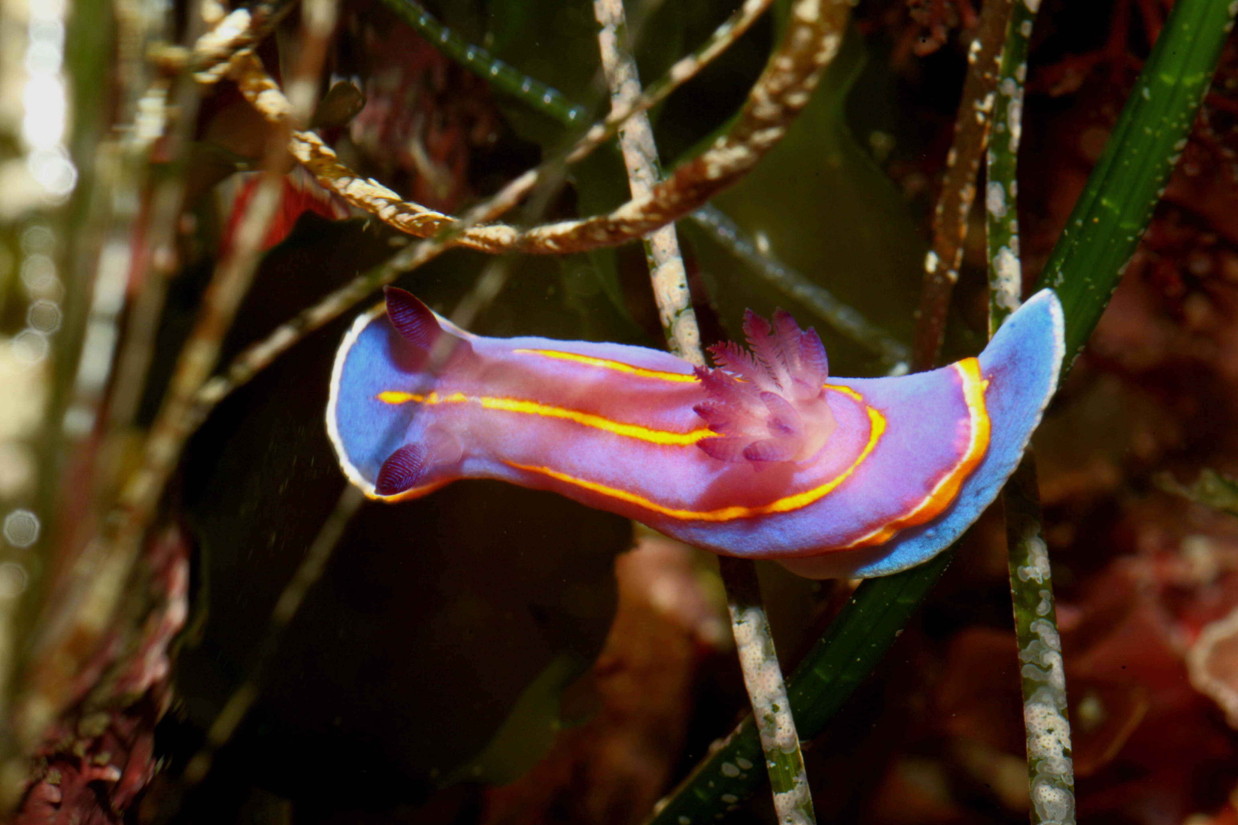 MacFarland's Chromodorid (Felimida macfarlandi)
