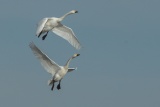 Two Bewick's Swans.