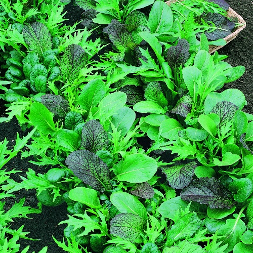 Twilley Seed Greens