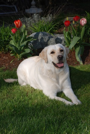 Ada (Edensgate Canterwood Serenada)
DOB 6/4/2007
4/2009