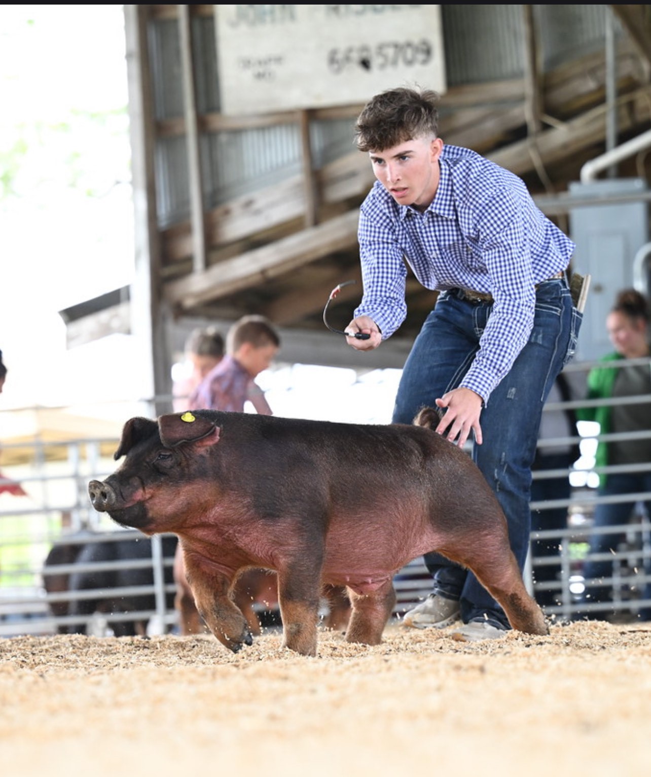 Patrick Lonning
Champion Duroc Barrow 
Elsberry FFA Alumni Jackpot Show
Elsberry, MO
Missouri Youth Show Pig Circuit 

Champion Duroc Barrow 
Third Overall Barrow
SCMO JACKPOT SHOW 
Houston, MO
Southern MO Jackpot Series
