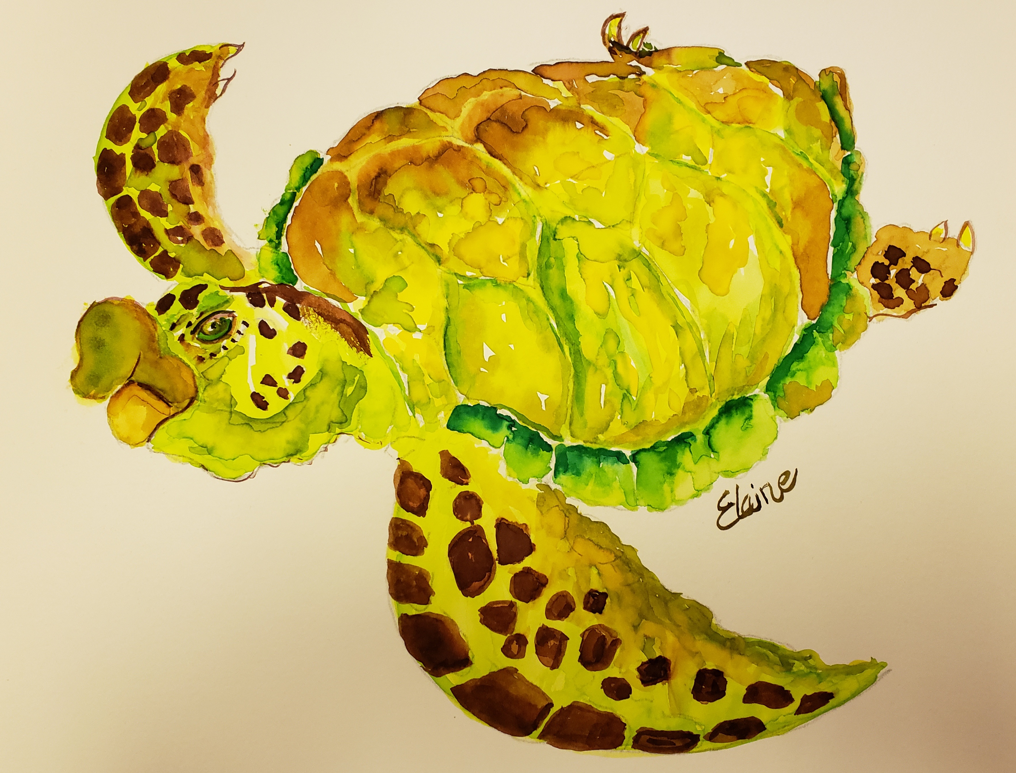 https://0201.nccdn.net/1_2/000/000/092/acc/turtle--2-.jpg
