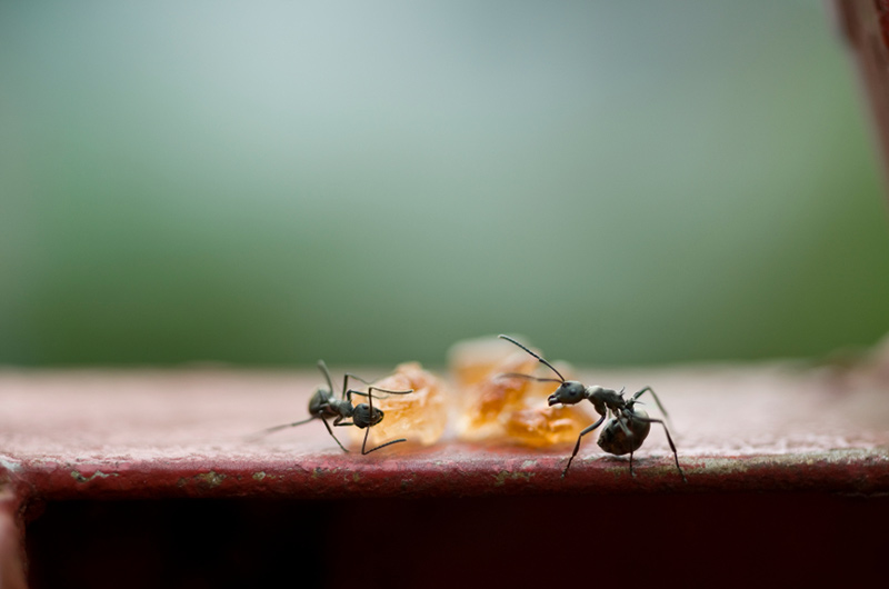 Black Ants searching for food