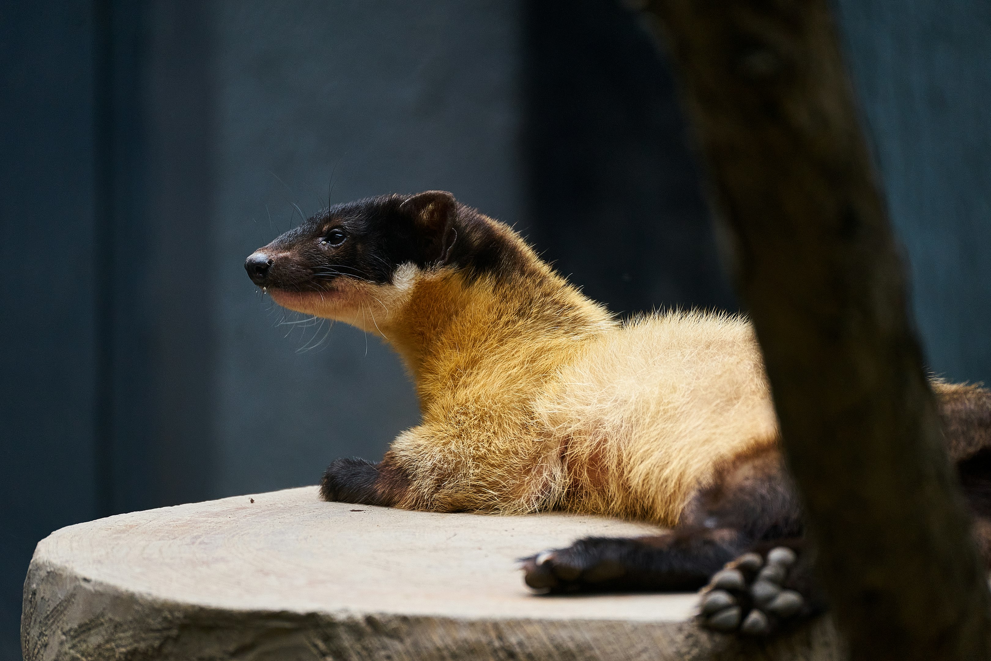 un mapache sentado en una roca