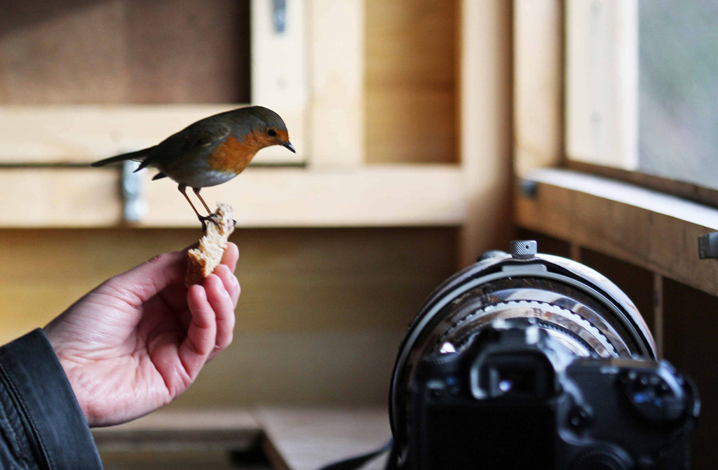 Rocking Robin Lunch.