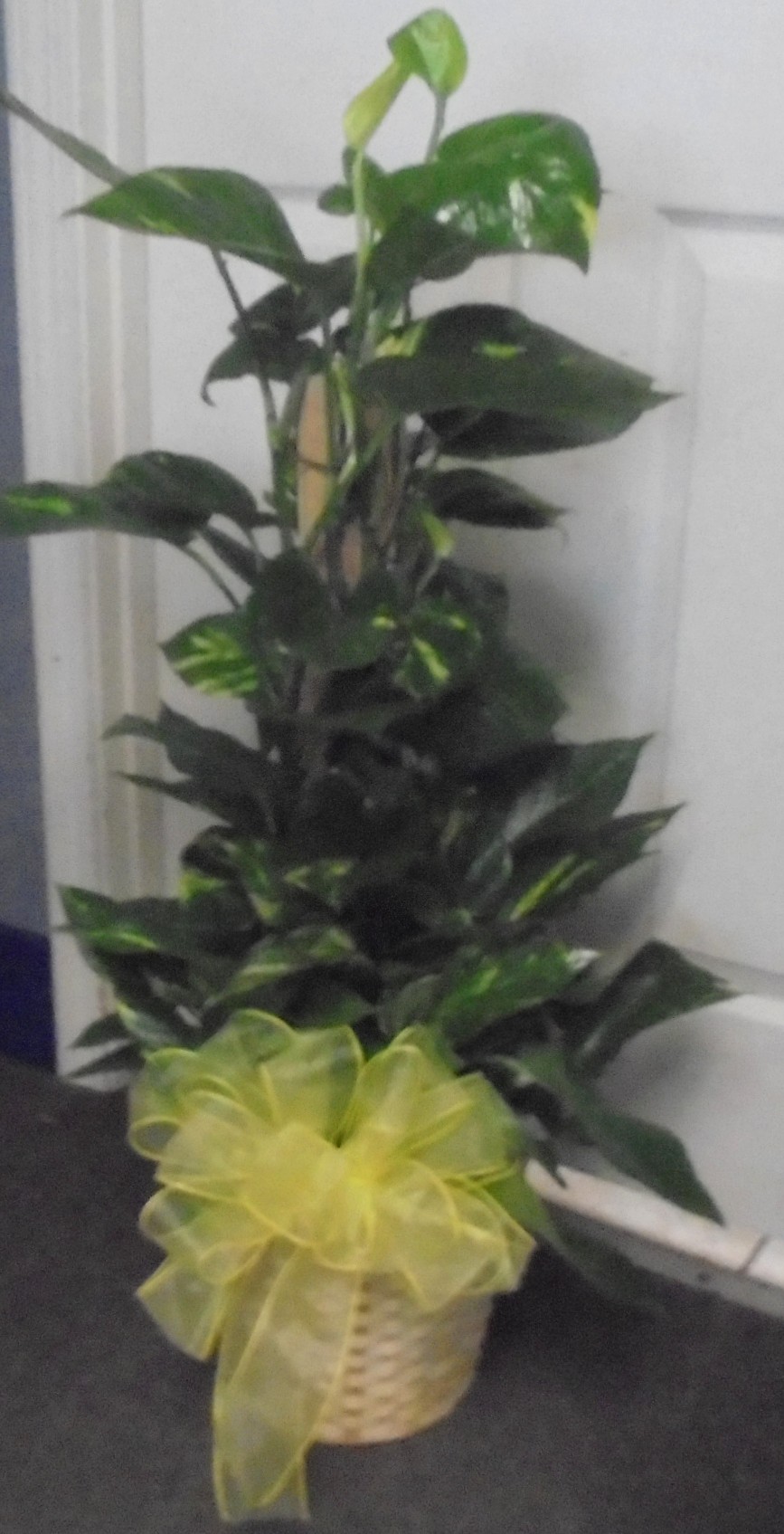 ) (21) "Totem Pole" Plant
$100.00
