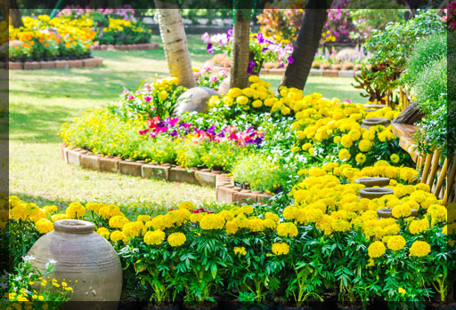 Commercial Lawn