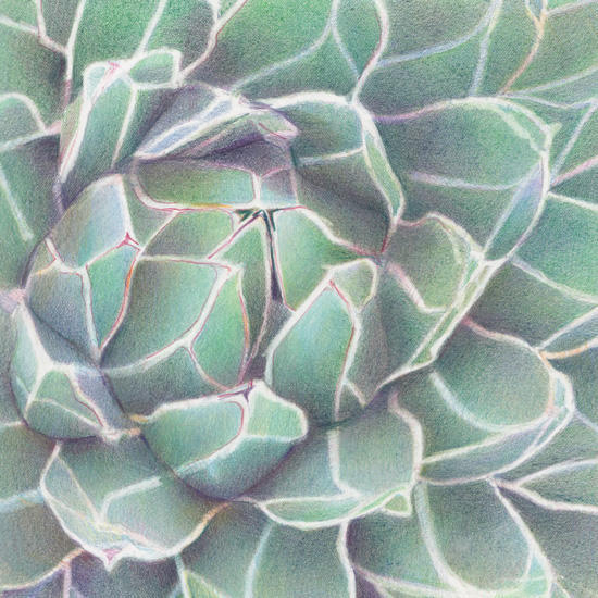 Tesselation #2 (Agave Victoriae) 20cm x 20cm
coloured pencils on Fabriano Artistico, exhibited Florum 2014