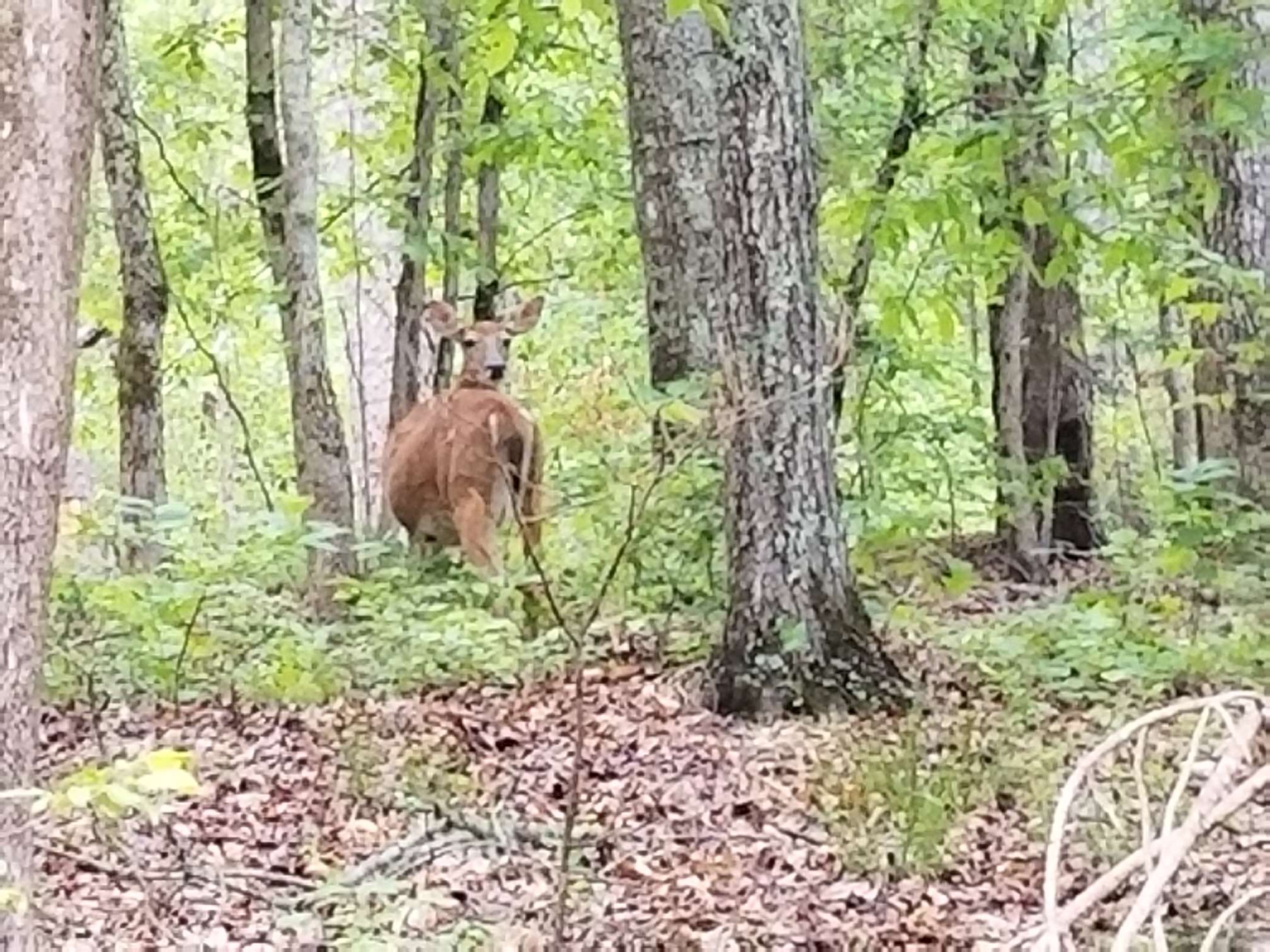 April 2017 - South River Trail - Walk